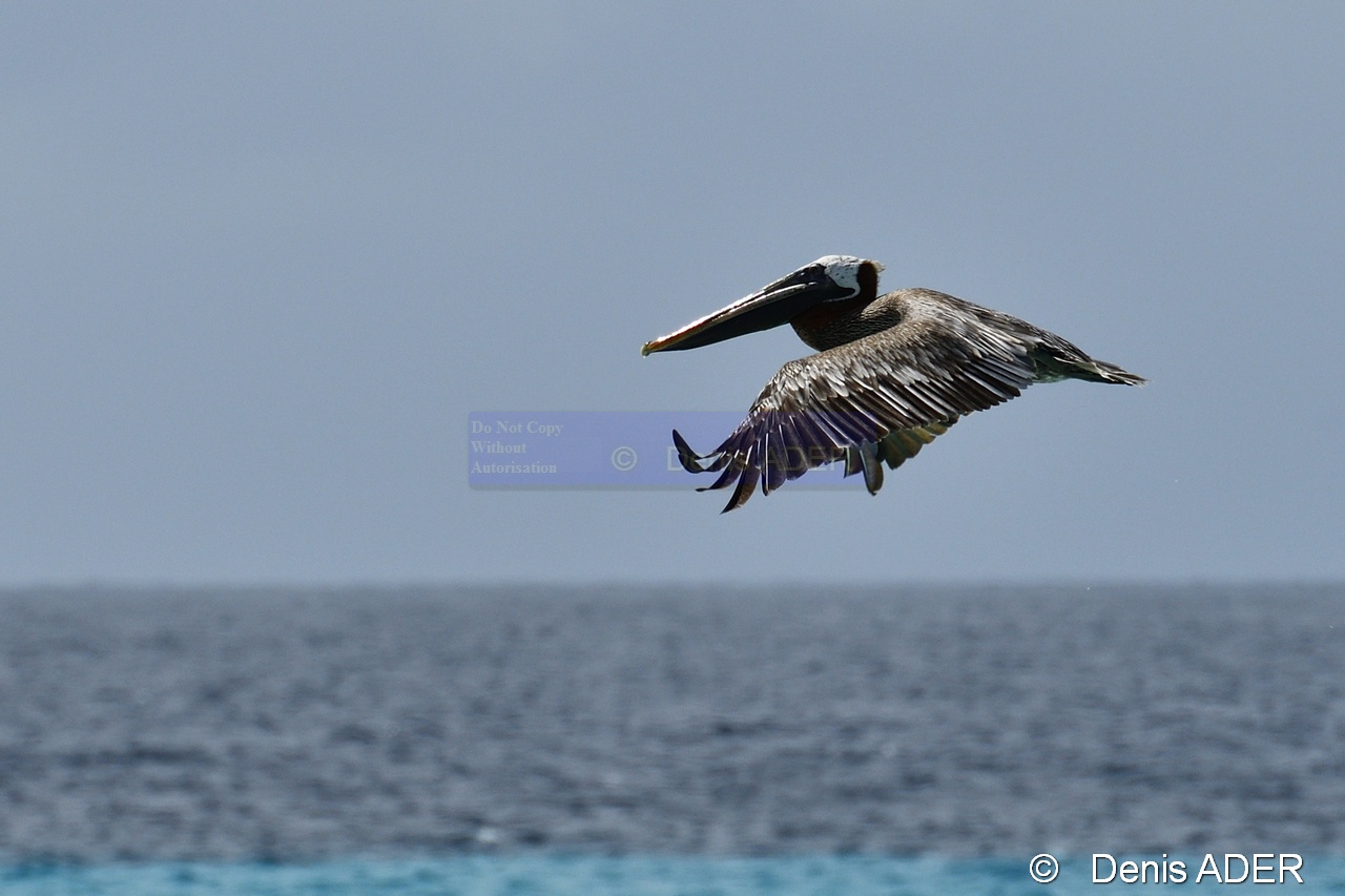 Pelecanus occidentalis Pelican brun brown pelican DSC_7982_00109_tn.jpg